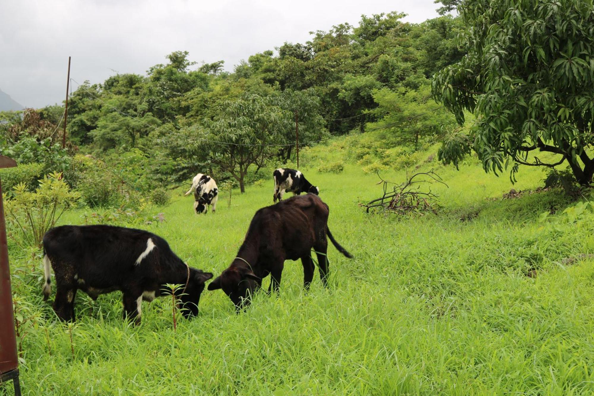 Shinde'S Tikona Valley Farm Villa Pune Exterior photo